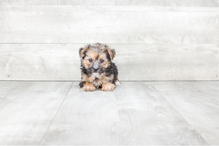 Morkie Puppy for Adoption