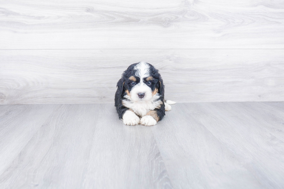 Best Mini Bernedoodle Baby