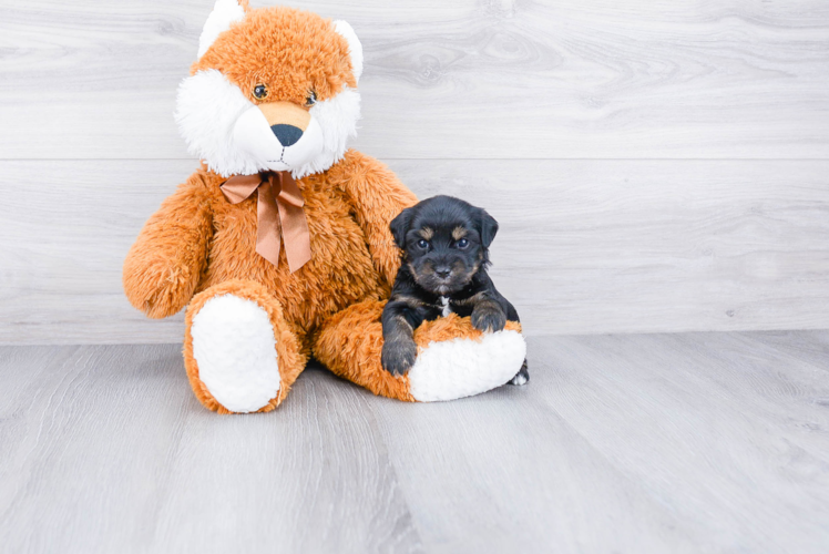 Yorkie Poo Pup Being Cute