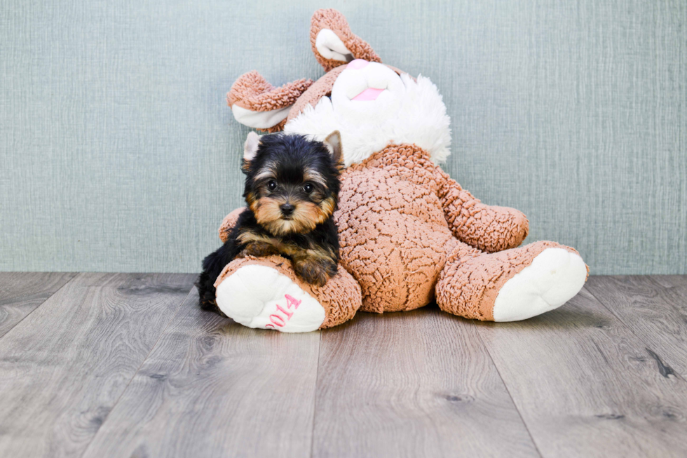 Meet Victoria - our Yorkshire Terrier Puppy Photo 