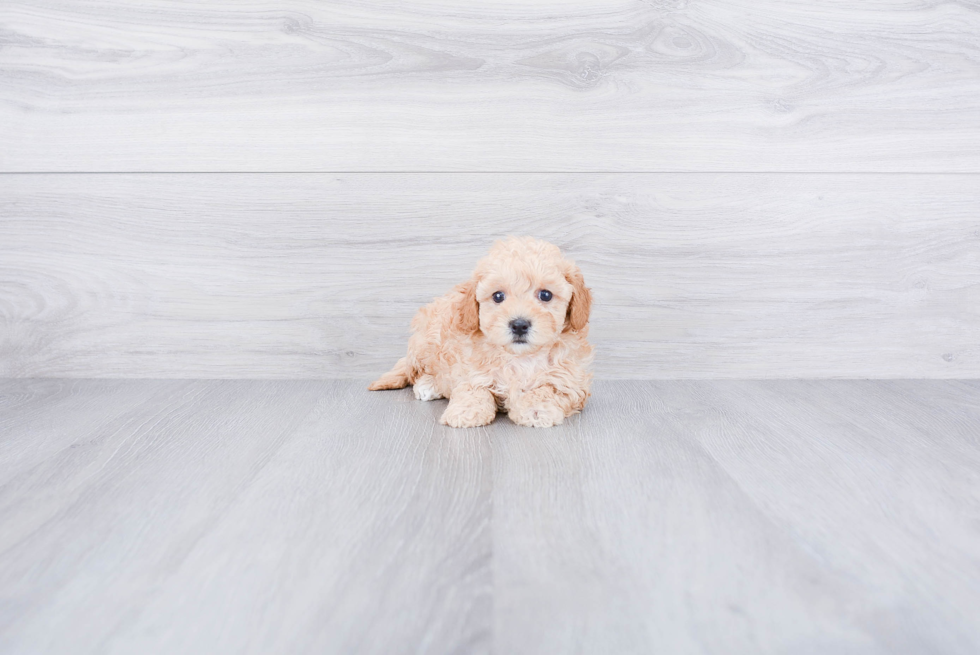 Sweet Cavapoo Baby