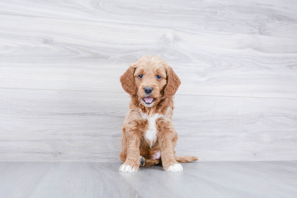 Funny Mini Goldendoodle Poodle Mix Pup