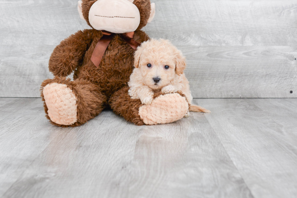 Maltipoo Pup Being Cute