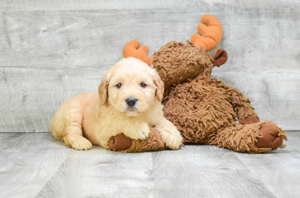 Cute Mini Goldendoodle Baby