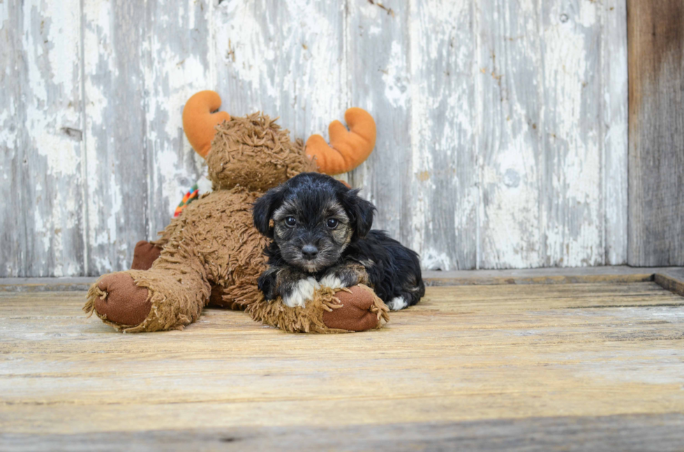 Morkie Pup Being Cute