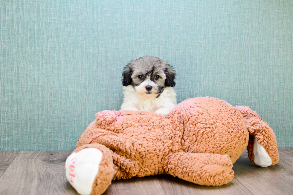 Playful Havanese Baby