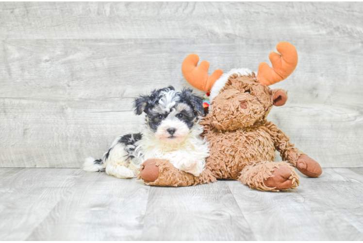 Havanese Pup Being Cute