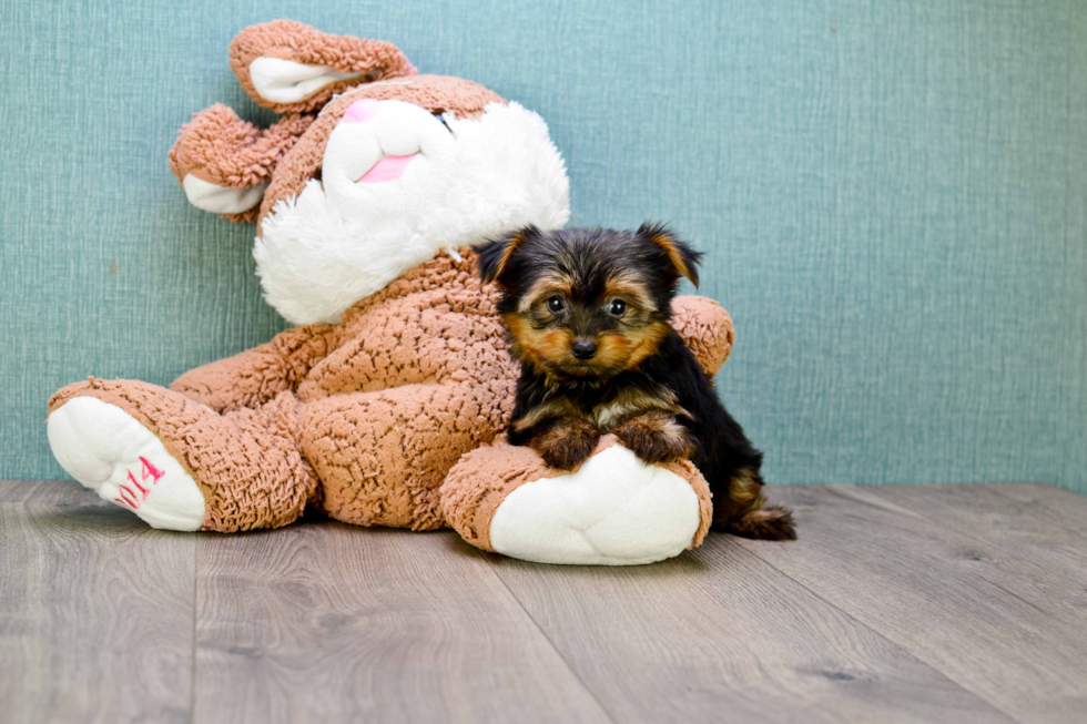 Meet Timmy - our Yorkshire Terrier Puppy Photo 