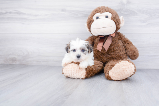 Teddy Bear Pup Being Cute