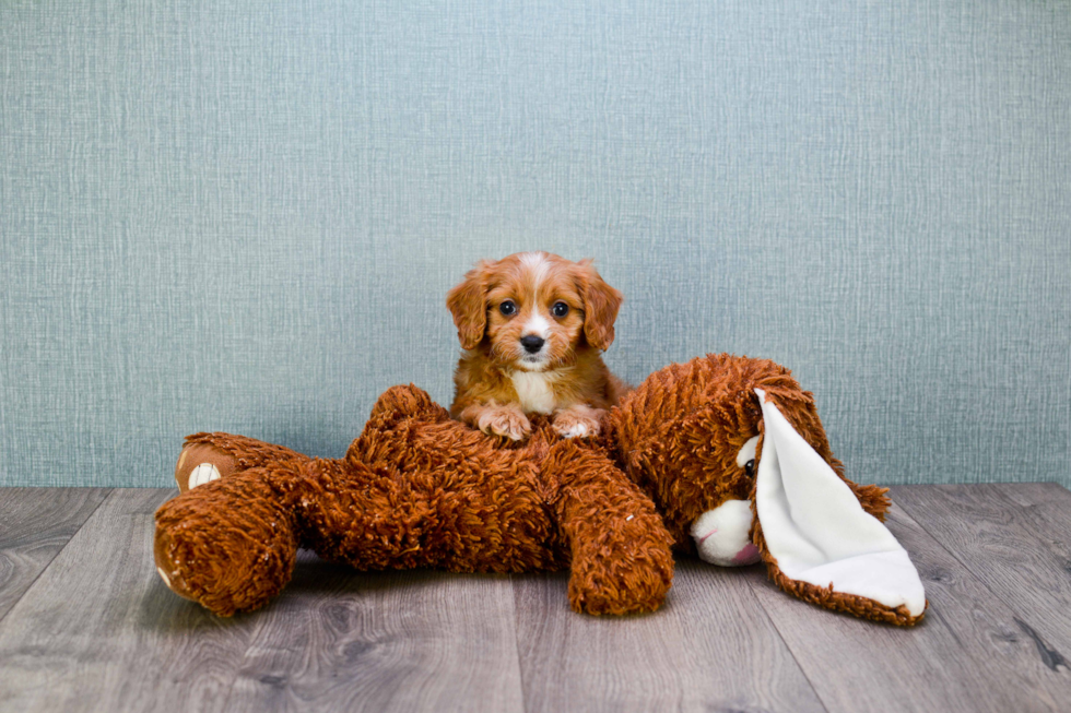 Fluffy Cavapoo Poodle Mix Pup