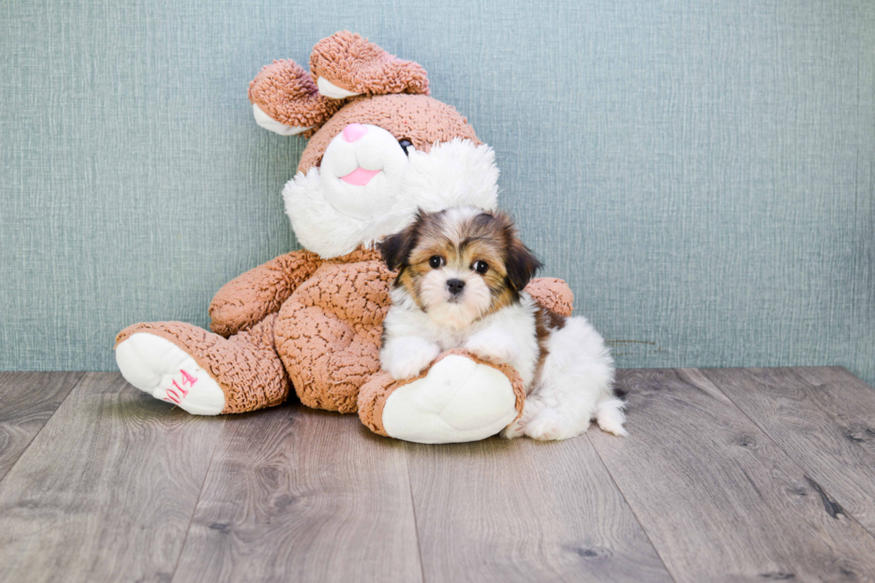 Best Teddy Bear Baby