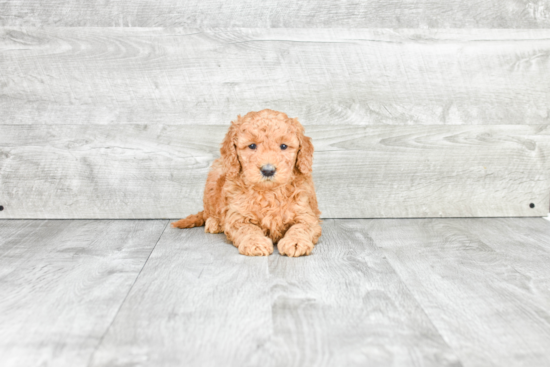 Mini Goldendoodle Pup Being Cute