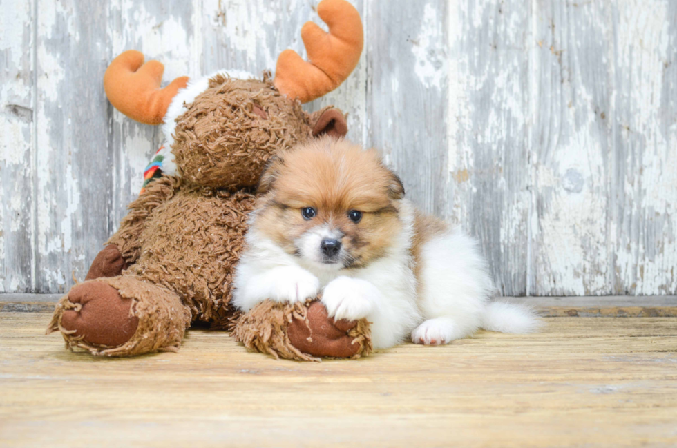 Adorable Pomeranian Purebred Puppy