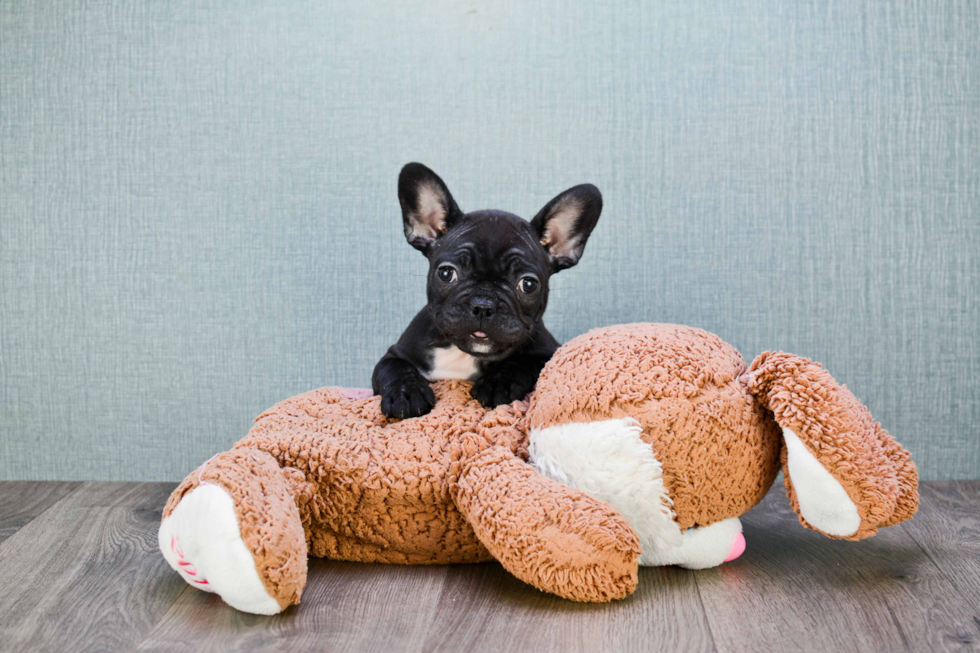 Cute Frenchie Purebred Puppy