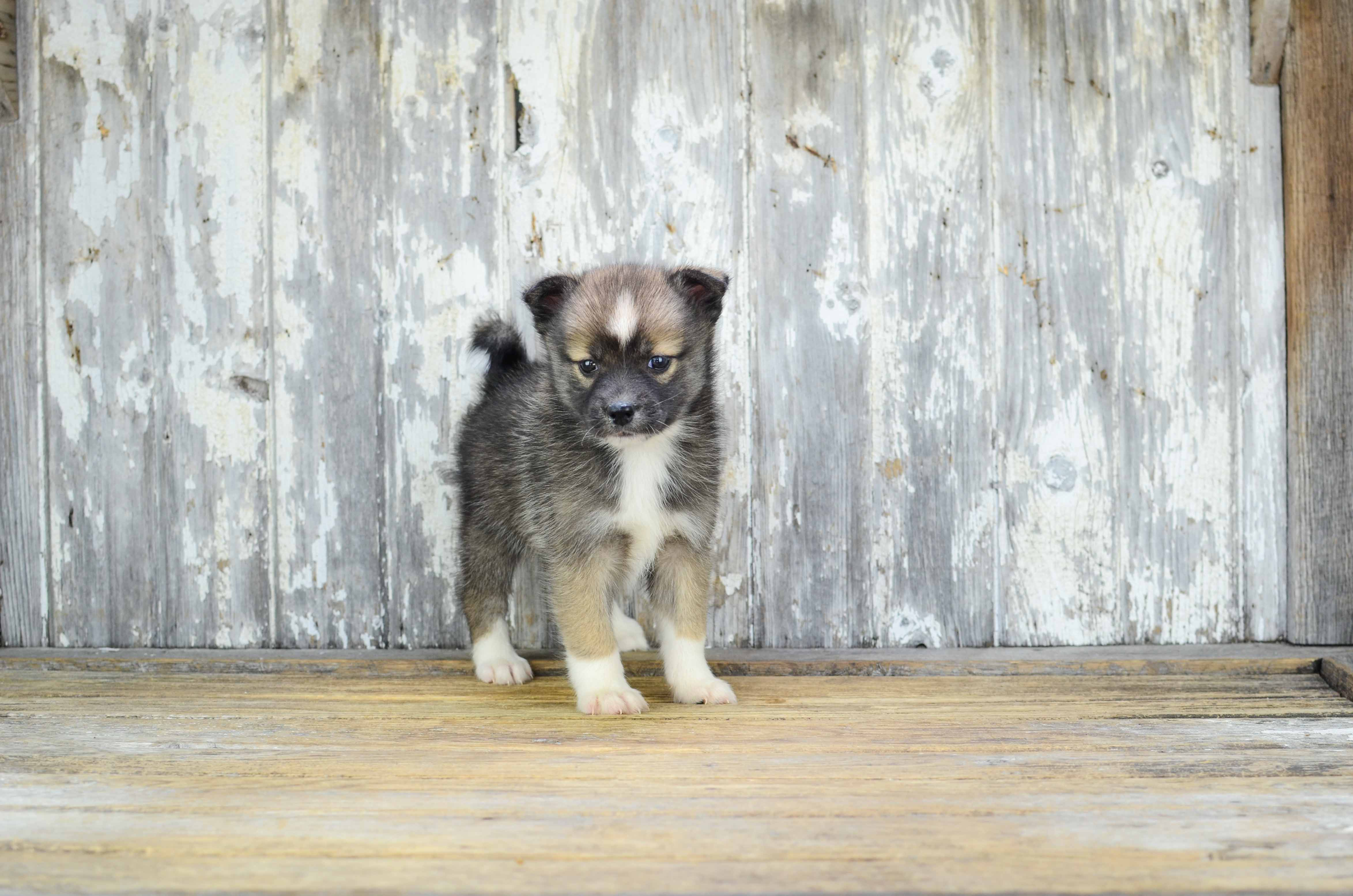 Adorable Mini Husky Designer Puppy