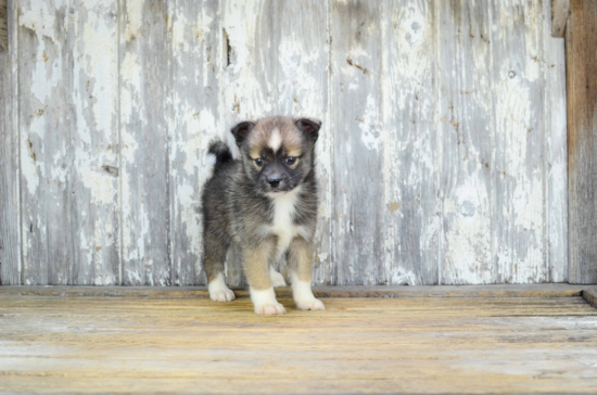 Adorable Mini Husky Designer Puppy