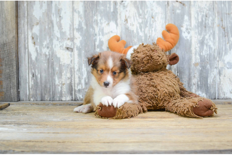 Best Sheltie Baby