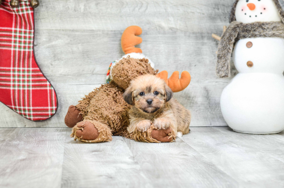 Shorkie Pup Being Cute