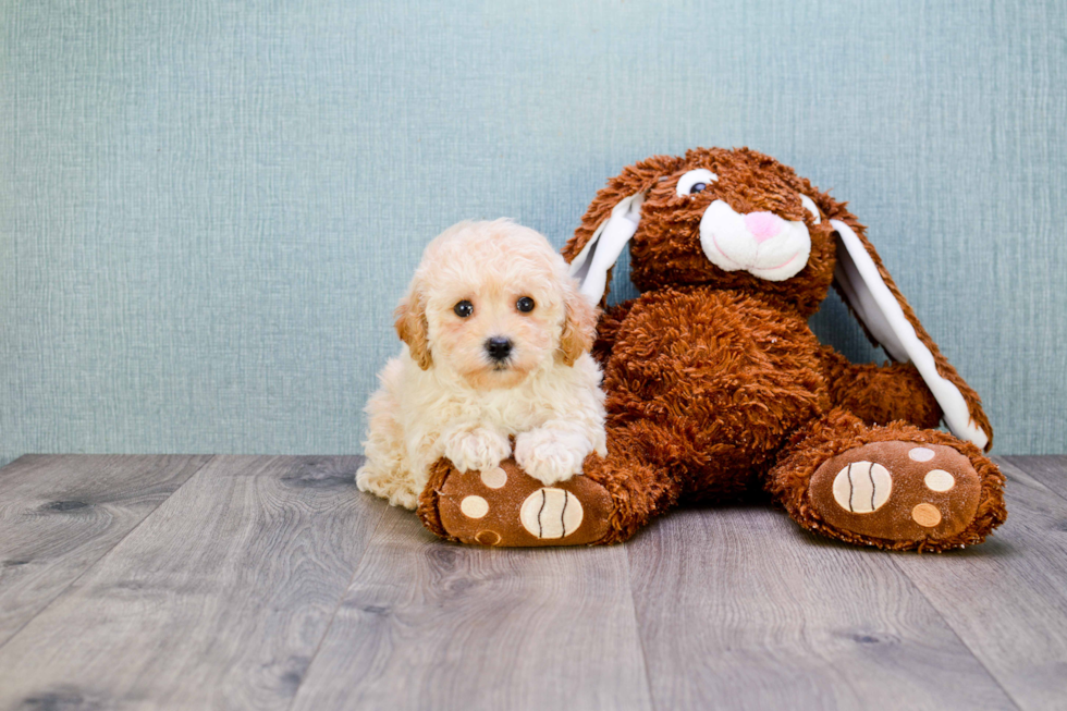 Best Maltipoo Baby