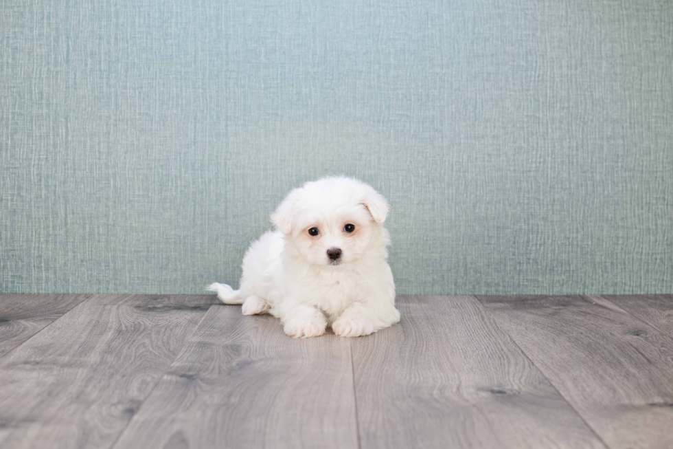 Maltese Pup Being Cute