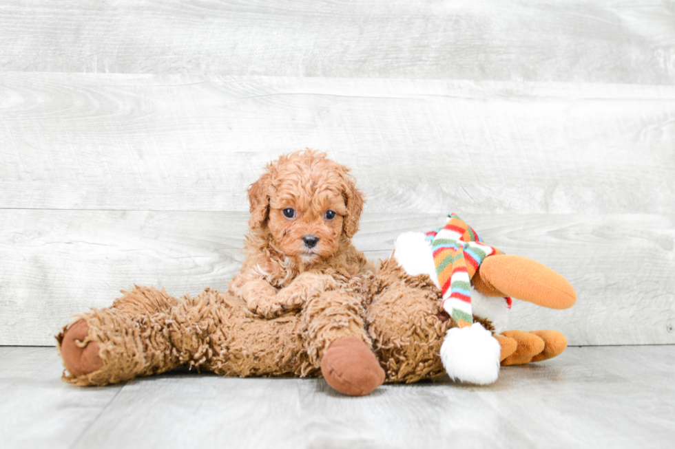 Best Cavapoo Baby