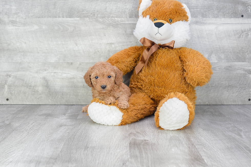 Sweet Cavapoo Baby