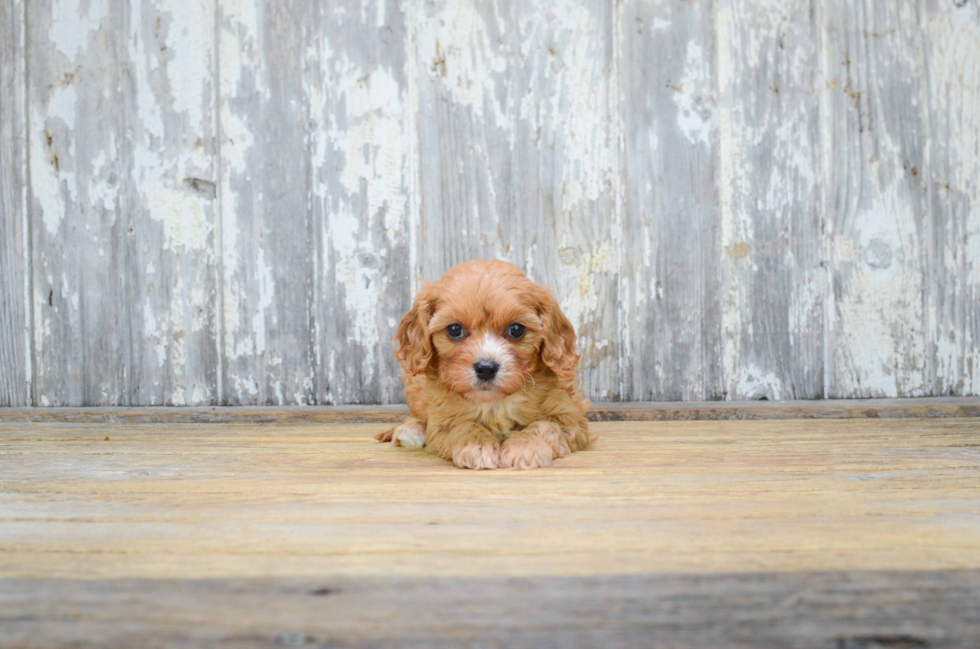 Fluffy Cavapoo Poodle Mix Pup