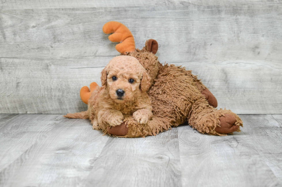 Mini Goldendoodle Pup Being Cute