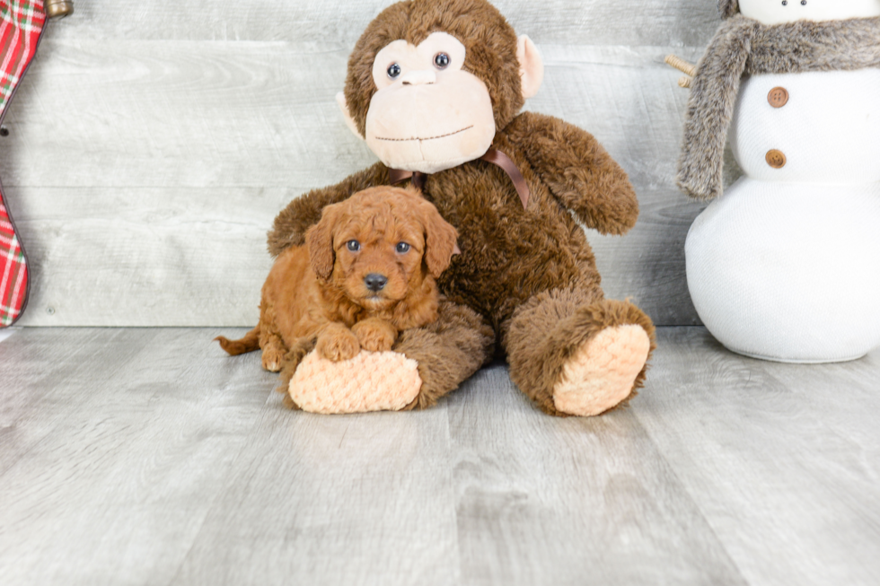 Mini Goldendoodle Pup Being Cute