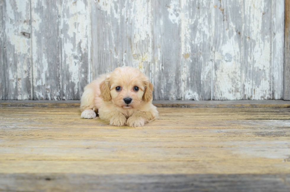 Energetic Cavalier Designer Puppy