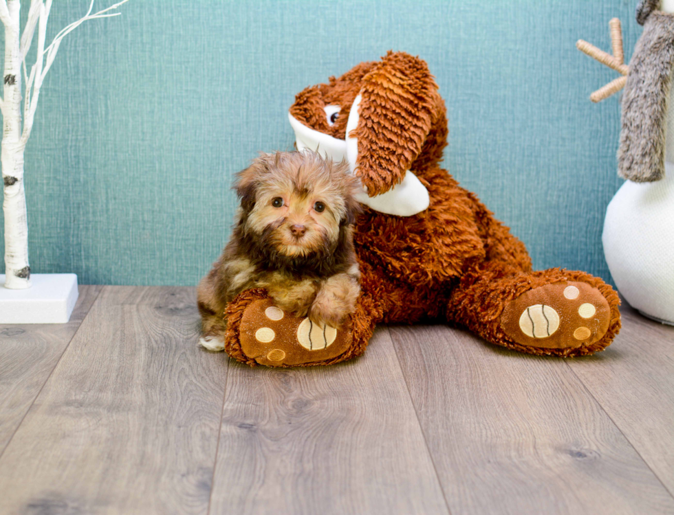 Meet Coco - our Havanese Puppy Photo 