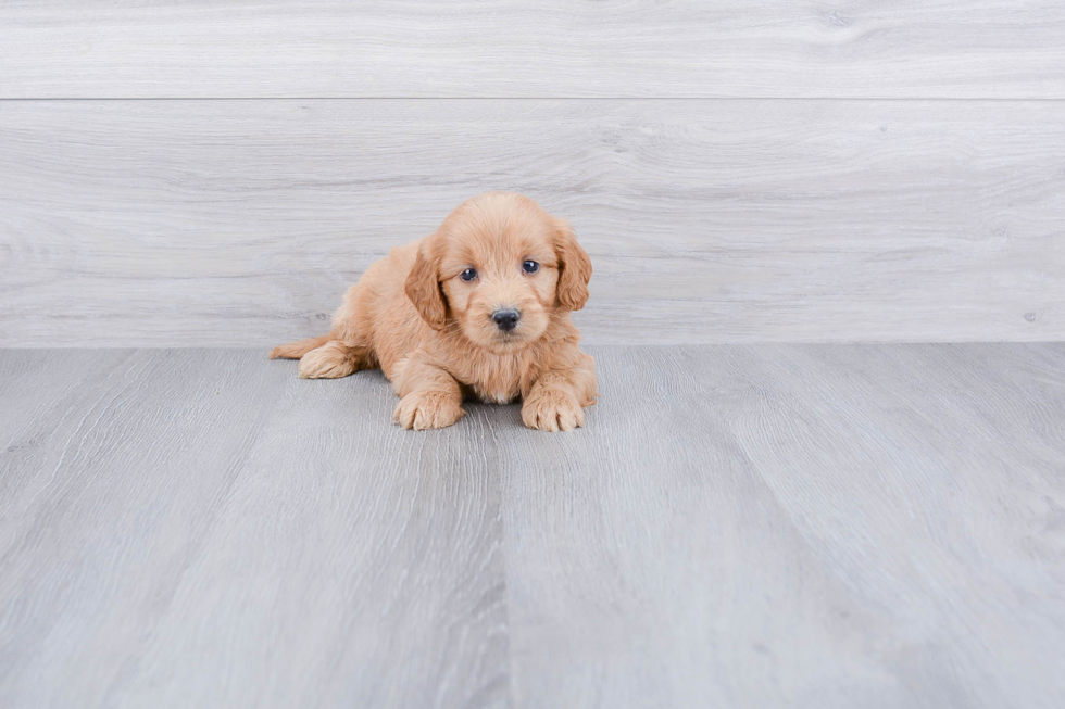 Fluffy Mini Goldendoodle Poodle Mix Pup