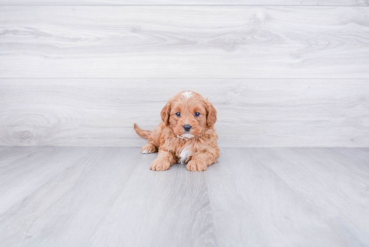 Cavapoo Puppy for Adoption