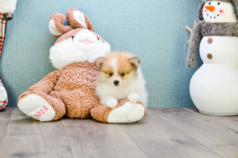 Playful Pomeranian Purebred Pup