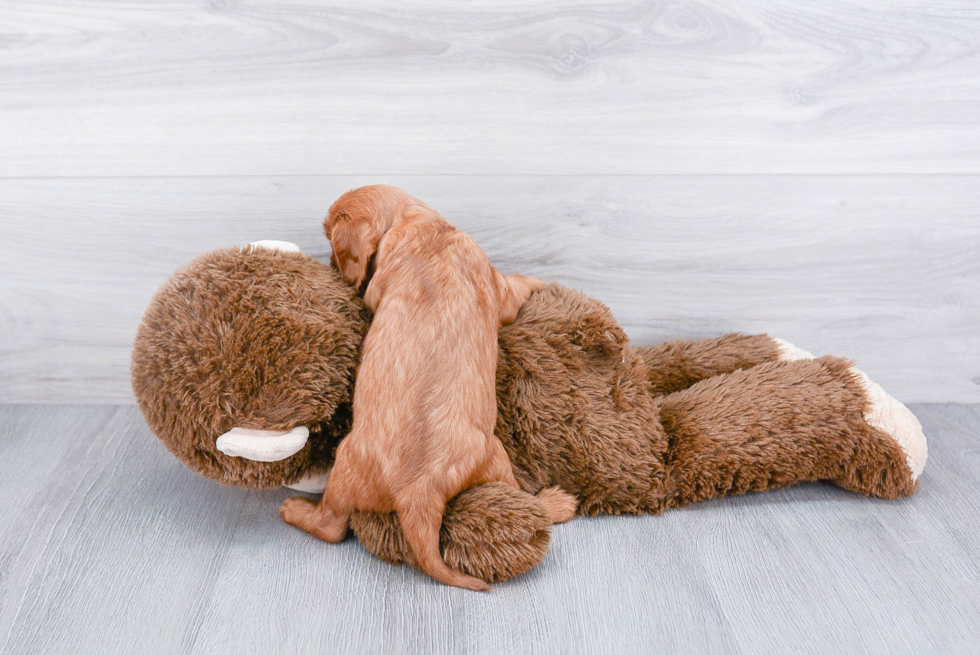 Hypoallergenic Cavalier King Charles Spaniel Baby