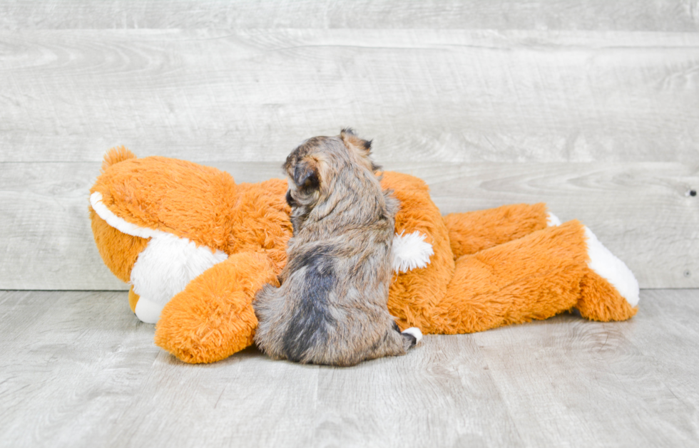 Havanese Pup Being Cute