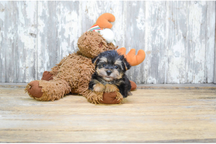 Fluffy Morkie Designer Pup