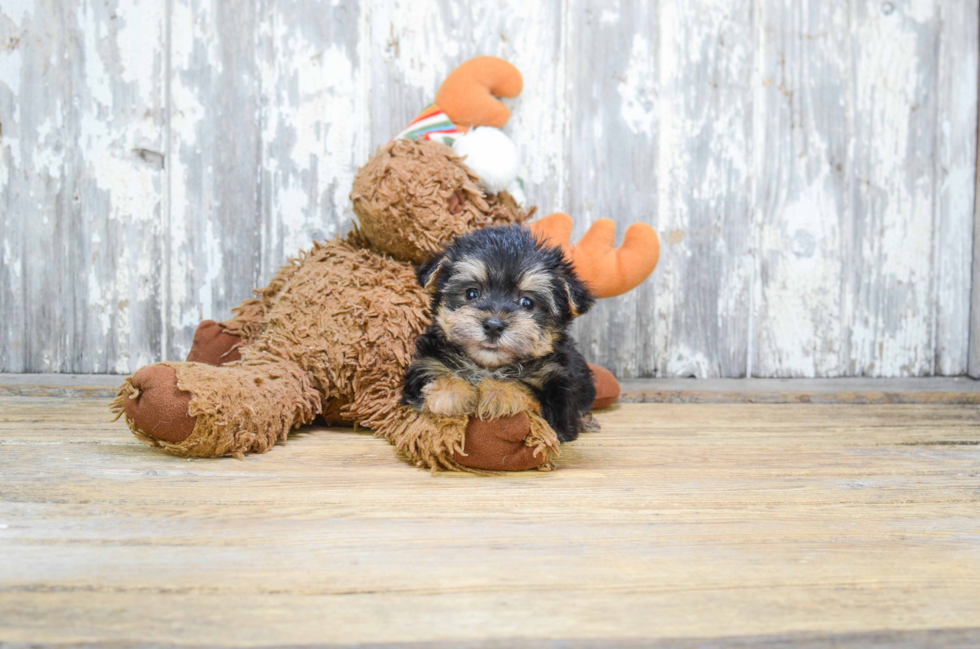 Fluffy Morkie Designer Pup