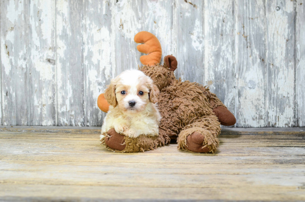 Best Cavachon Baby