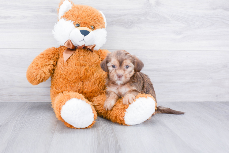 Little Shorkie Designer Puppy