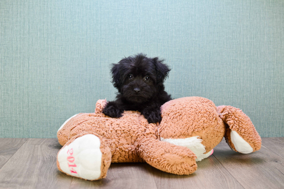 Sweet Yorkie Poo Baby