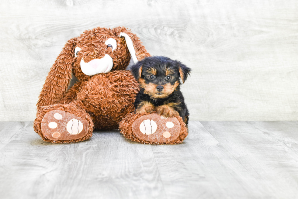 Meet Timmy - our Yorkshire Terrier Puppy Photo 