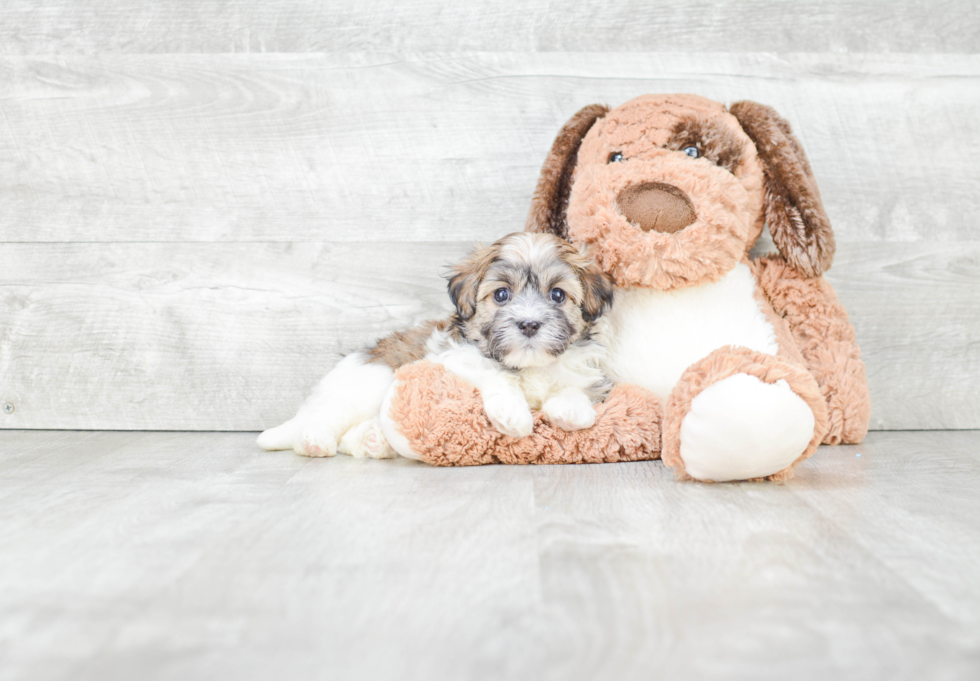 Havanese Pup Being Cute