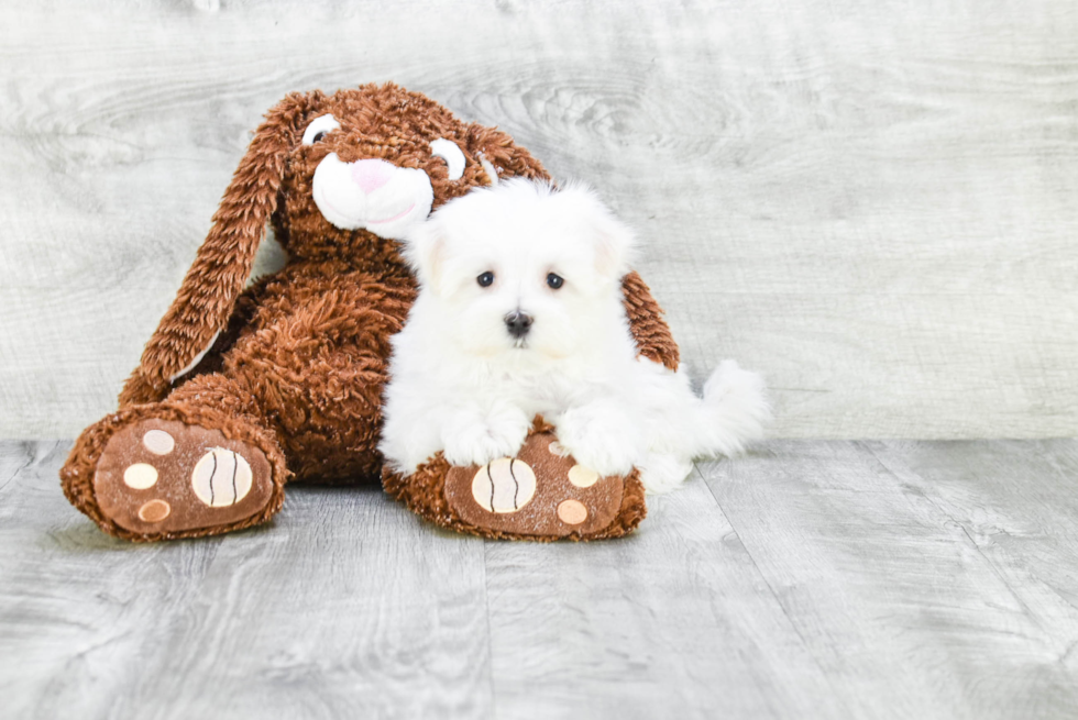 Maltese Pup Being Cute