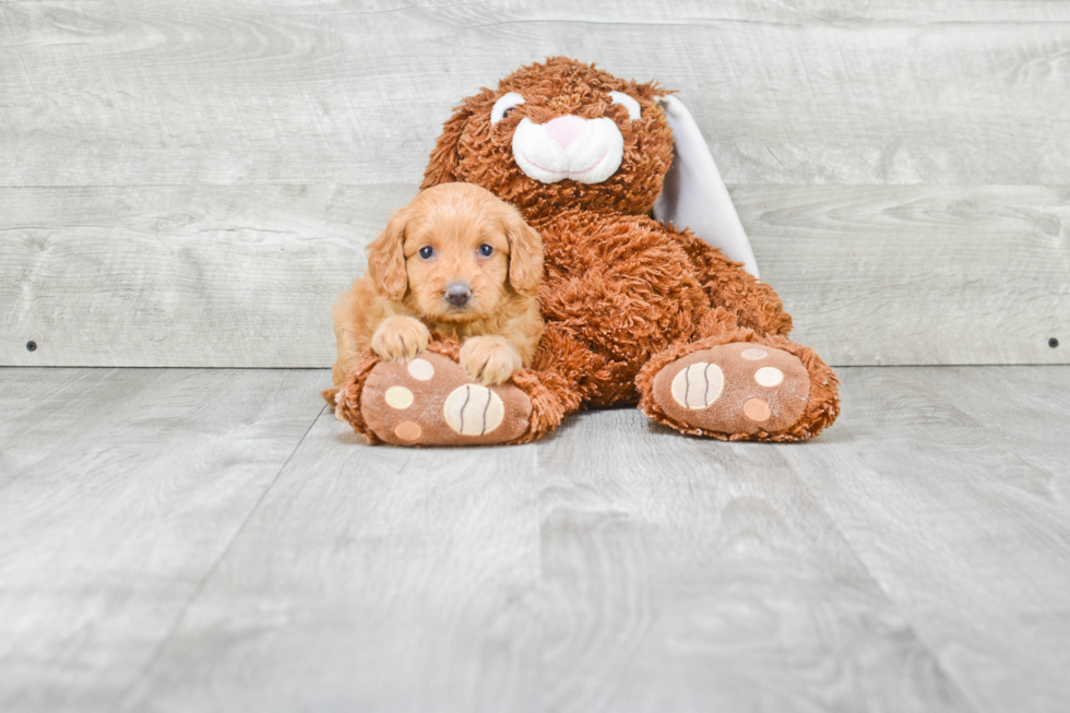 Mini Goldendoodle Puppy for Adoption