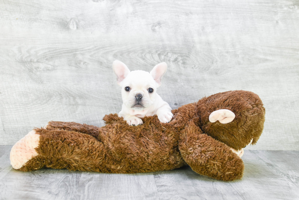 French Bulldog Puppy for Adoption