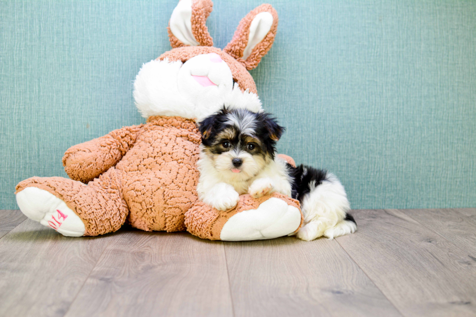 Morkie Pup Being Cute