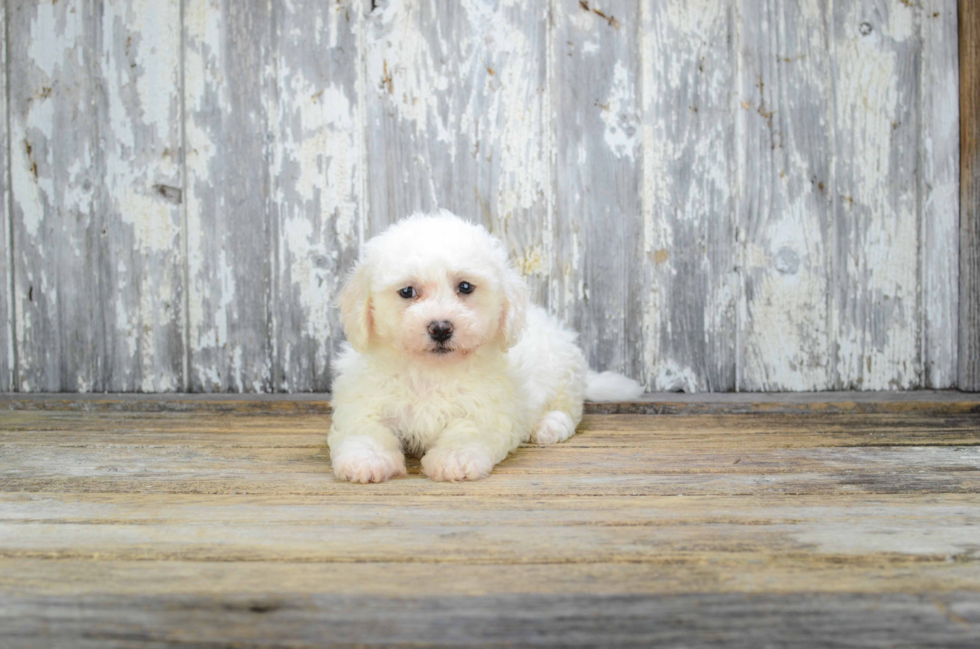 Best Bichon Frise Baby