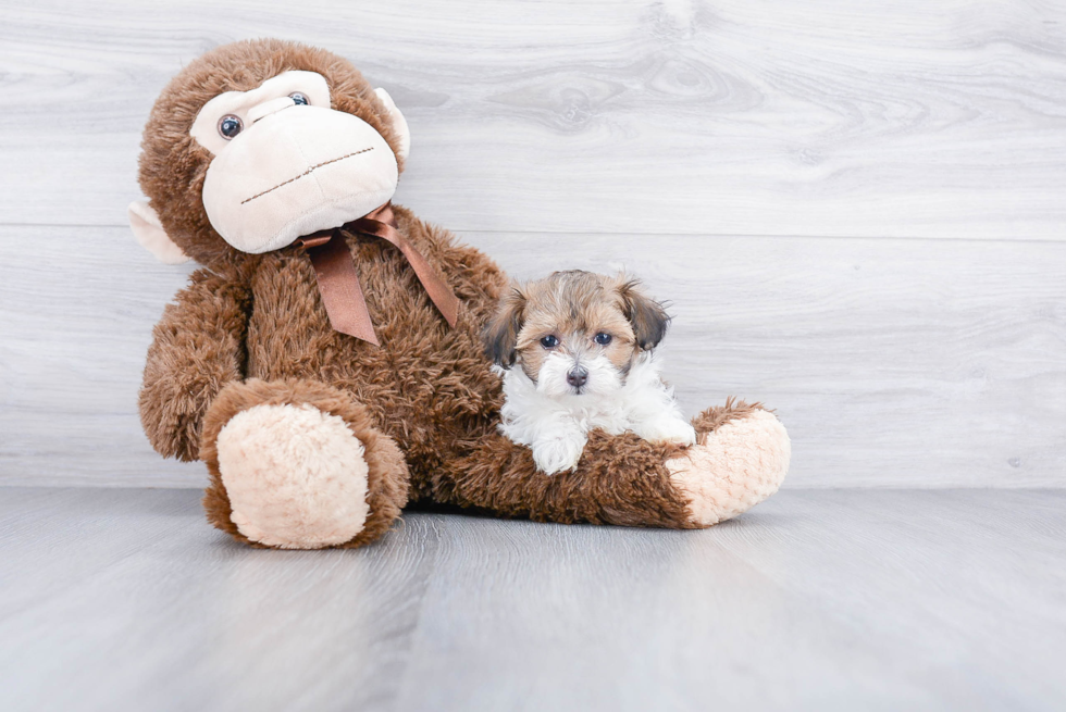 Maltipoo Puppy for Adoption