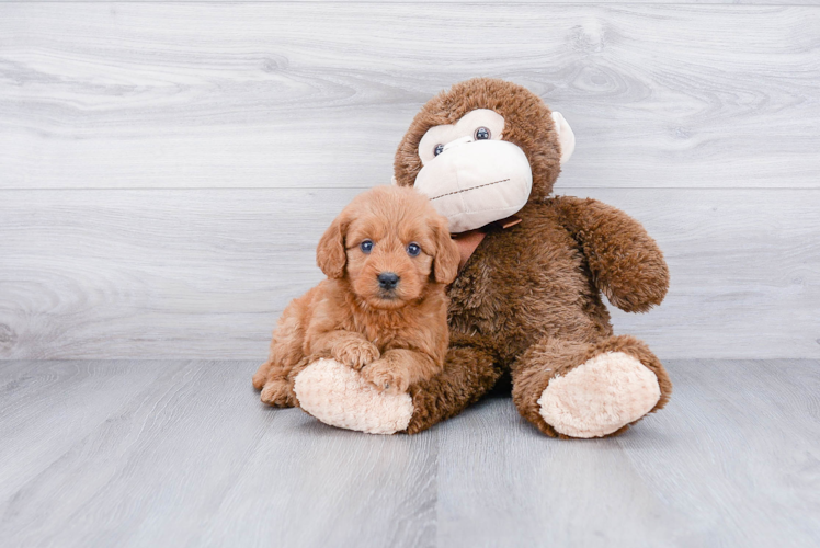 Fluffy Mini Goldendoodle Poodle Mix Pup